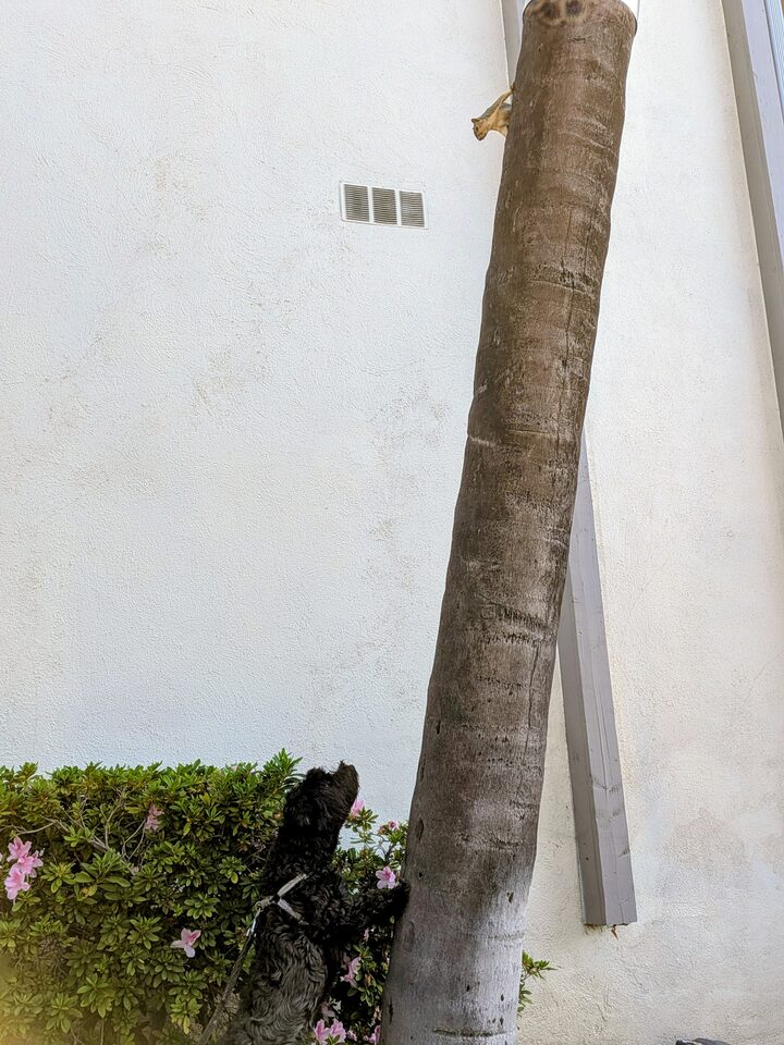 Effy, Julie's dog, standing up against a palm trunk to watch a squirrel above her.